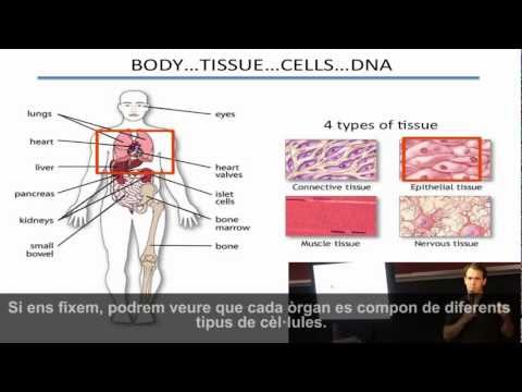 Vídeo: Què és Millor L’envelliment Plàstic O Natural? Veiem L’exemple De Les Estrelles Russes