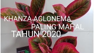 KHANZA AGLONEMA PALING MAHAL UNTUK SAAT INI #AglonemaMahal #1 #viral #JrAceh