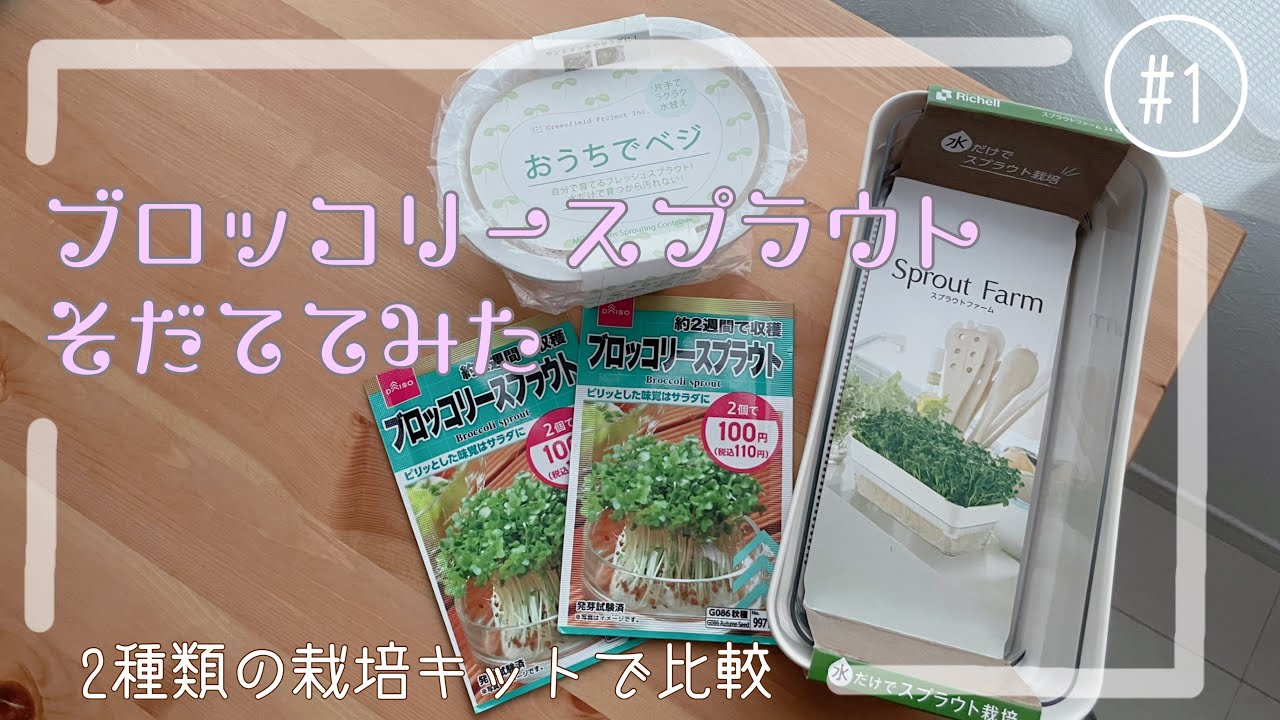 お野菜の水耕栽培】ブロッコリースプラウトを育ててみた 2種類の栽培 