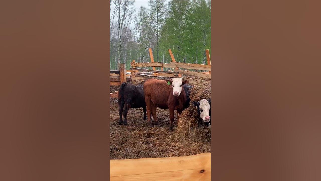 Мужик, т.е. Я решил купить КОРОВУ, т.е. 2 КОРОВЫ👍🤪🐮🐮 - YouTube