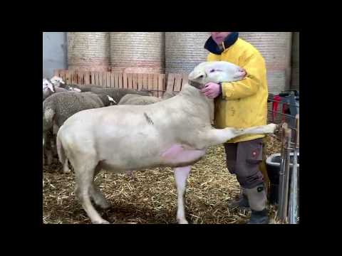 Мясные овцы и баран породы мериноланд на ферме в Австрии