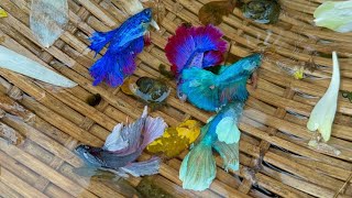 Betta Paradise Found: Journey to the World&#39;s Most Stunning Betta Habitats