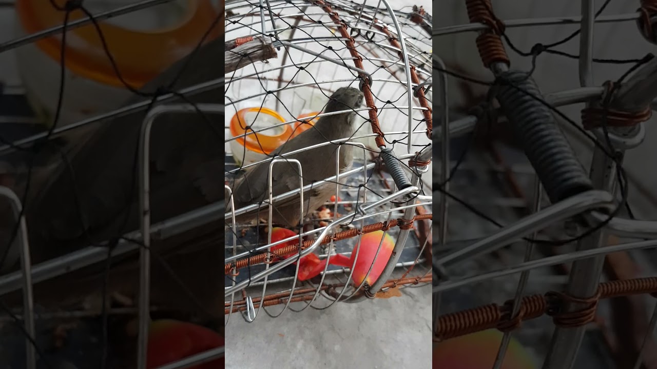 chim hoành hoạch vàng mồi 23 tháng 3, 2021