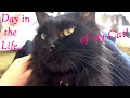 Day In The Life of My Cat