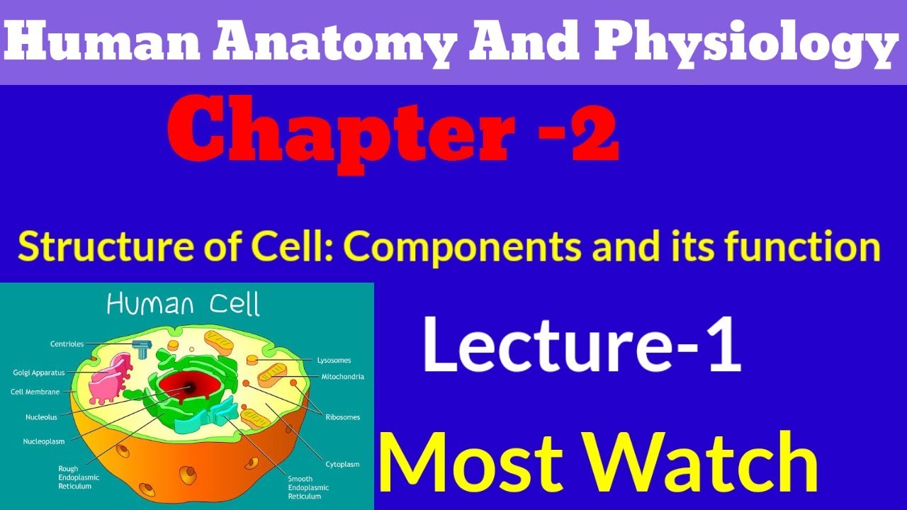 Structure and Function of Cell l Human Anatomy And Physiology Chapter-2 ...