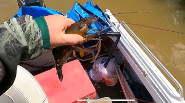 MONSTER River Shrimp (GIANT PRAWNS) (CHERABIN) (RIVER PRAWNS)  Catch and Cook