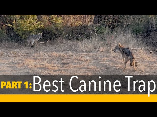 Best Coyote Traps of 2023