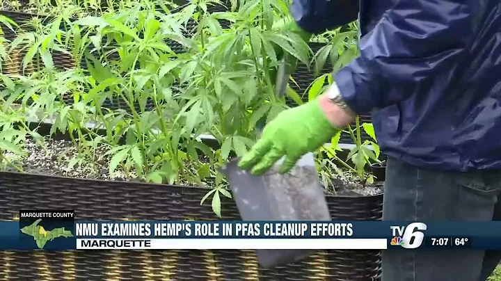 NMU researchers examine hemp’s role in PFAS cleanup efforts