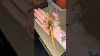 #Insects #Spiders #NatureLovers #WildlifePhotography #Entomology #Arachnids #InsectFacts