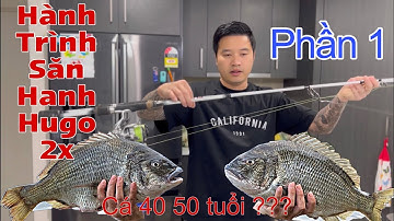 Câu cá Hanh, Tráp - mồi tôm sú (trọn dây câu, chì, lưỡi, dây thẻo và các loại mồi)  P1