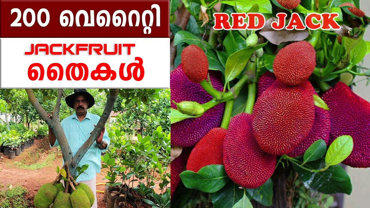 200 ല്‍ പരം പ്ലാവിന്‍ തൈകളുമായി വര്‍ഗീസ് | AYUR JACK FARM IN THRISSUR | കുള്ളന്‍ പ്ലാവ് | RED JACK