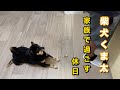 柴犬くま太　家族皆んなで過ごす休日　公園散歩　秋の味覚サンマを食べる