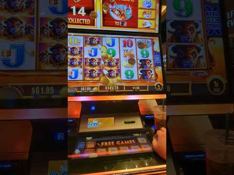 Huge Win At Buffalo Revolution At Ilani Casino