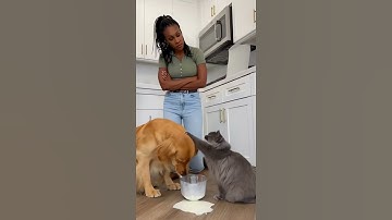 Cat Argues Back! 😼 The Sassiest Conversation You’ll Hear Today