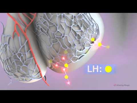 the-menstrual-cycle-3d-animation