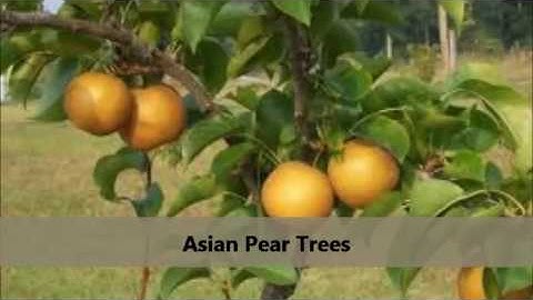 Varieties of Asian Pear Trees