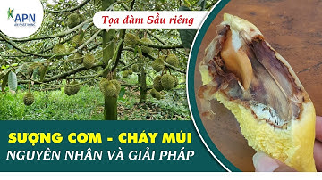 APN - SƯỢNG CƠM CHÁY MÚI SẦU RIÊNG | NGUYÊN NHÂN VÀ GIẢI PHÁP