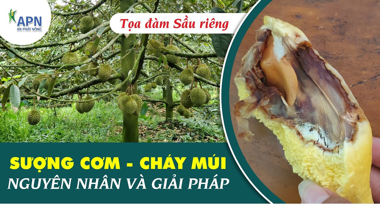 APN - SƯỢNG CƠM CHÁY MÚI SẦU RIÊNG | NGUYÊN NHÂN VÀ GIẢI PHÁP