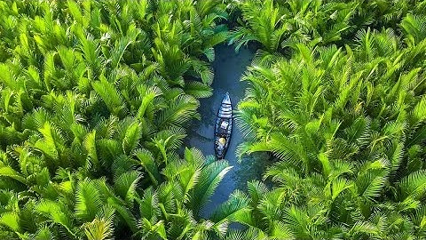 rừng dừa nước tịnh khê