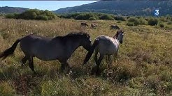 Ain : les Tarpans, chevaux sauvages sous surveillance sur le plateau d'Hauteville