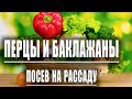 Сажаем перцы🌶🌶🌶 и баклажаны🍆🍆🍆 в торфяные таблетки. Отличный результат