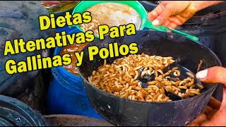 DIETAS ALTERNATIVAS PARA GALLINAS Y POLLOS CRIOLLOS