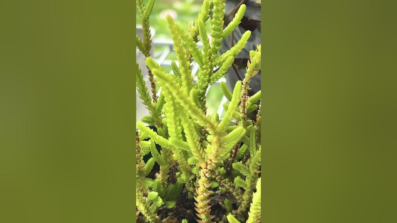クラッスラ若緑の花が臭い Youtube