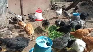 Утята первый раз на улице☀Корм для цыплят Комплекс ВИТАМИНОВ🥬Травы МОРЕ🌊 Утки на яйцах