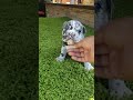 blue merle exotic bully