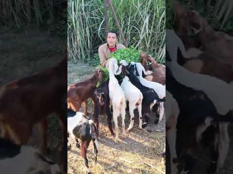 ال11 معزه ب3 100ج الكلام دا بجد تاابع01125439927  01142731975