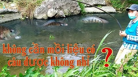 Câu đài tự nhiên||câu cá rô phi không dùng mồi|| phần 1 @QuangHanTV