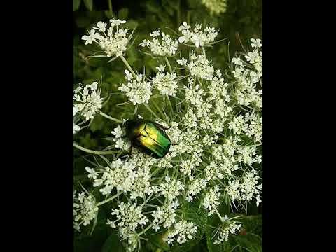 Wideo: Kwiat chrząszcz