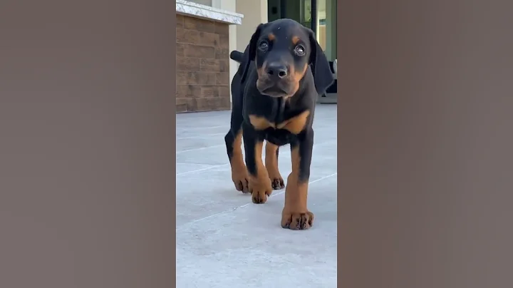 Doberman growing up 30 days to 1 year