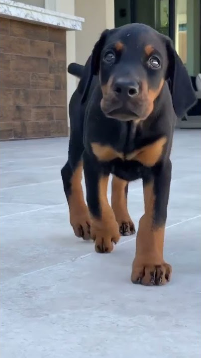Doberman growing up 30 days to 1 year