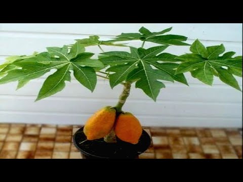 Vidéo: Pawpaw Tree Care - Conditions de croissance des papayes