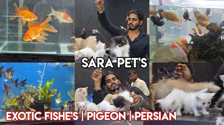 Watch the video about Sara Pet's shop in Hyderabad attapur | exotic Fishe's | pigeons | Persian kittens | bird's available