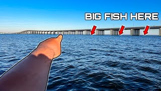 This FAMOUS BRIDGE Has Some GIANT FISH On It!!