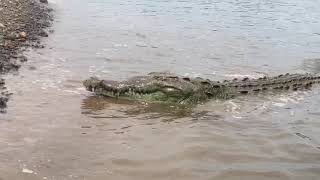 Crocodile eats a piece of chicken screenshot 5