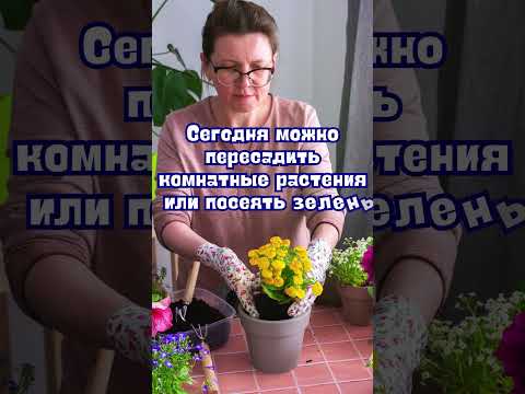 24 декабря народные приметы. Приметы 24 декабря. 24 декабря именины #народныеприметы
