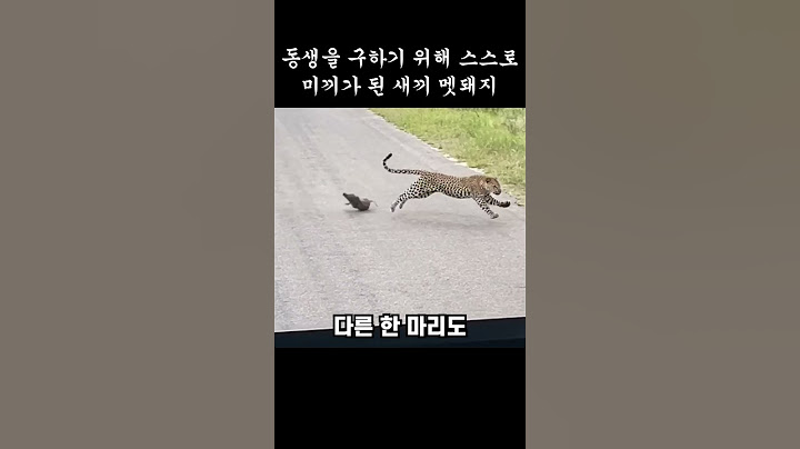 동생을 구하기 위해 스스로 미끼가 된 새끼 멧돼지