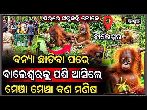 ବନ୍ୟା ଛାଡିବା ପରେ ବାଲେଶ୍ୱରକୁ ପଶି ଆସିଲେ ମେଞ୍ଚା ମେଞ୍ଚା ବଣ ମଣିଷ , ଯାହାକୁ ଦେଖି ଡରରେ ଧାଇଁଲେ ଲୋକେ Urangutan