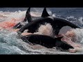 ORCA vs CACHALOTE | ¿Quién Ganaría? | EPIC VERSUS 🐳