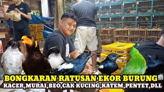 Download Lagu RATUSAN EKOR BURUNG BARU DATENG DIKIOS SENDI PASAR BURUNG PRAMUKA HARI INI MP3 Download Lagu RATUSAN EKOR BURUNG BARU DATENG DIKIOS SENDI PASAR BURUNG PRAMUKA HARI INI MP3