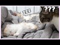 Raising a Munchkin Kitten and a Korean Cat Together // 먼치킨 새끼 고양이와 한국 고양이 같이 키우기 #새집에서 만남