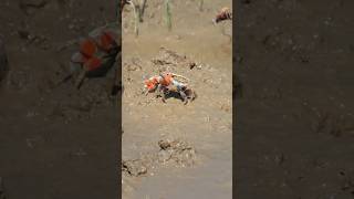 Fish Catching| kakra catching| #drama #chainsaw #shortsdrama
