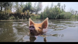 Cameraman loses control of swimming pig!