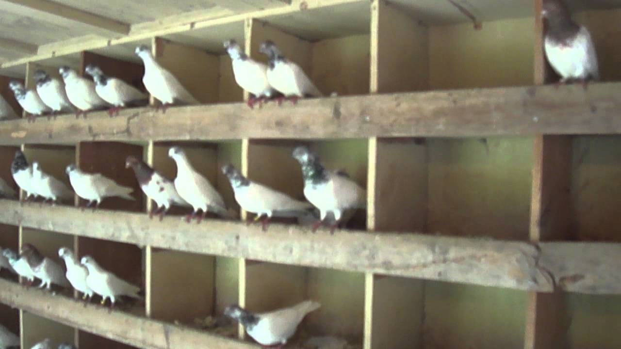 budapest high flyers from the bronx youtube budapest high flyers pigeons for sale