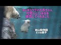 旭山動物園　ホッキョクグマの赤ちゃん可愛い泳ぎを披露してくれました　ピリカとゆめ