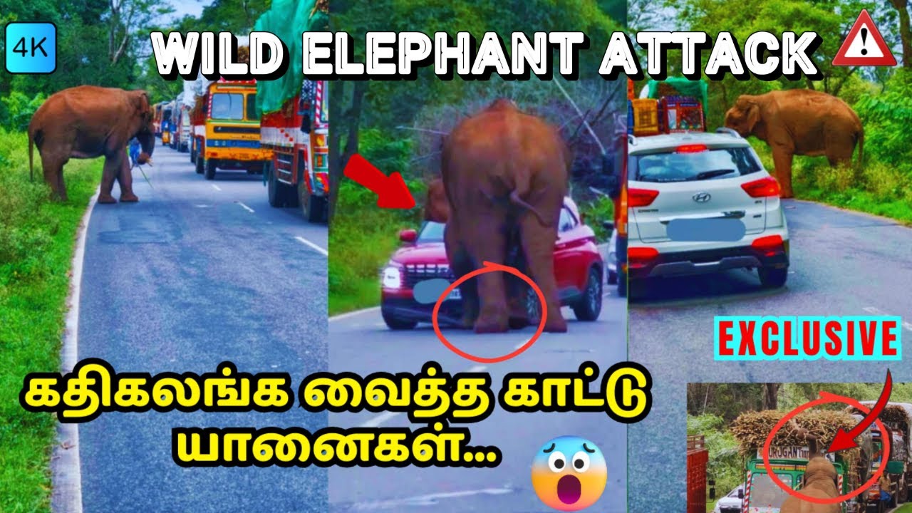  🔥 Elephant Attack 👉வாகனங்களை துவம்சம் செய்த காட்டு யானைகள 😳 - Danger Zone⚡- Sathyamangalam Forest⚠️