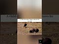 Silent Hunge #africa #duet #music #love #voiceeffects #anime #crimenews #remix #phonkmusic #soundb